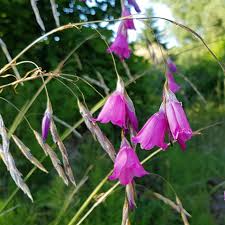 Purple Dierama flower seeds