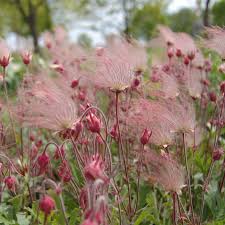Triflorum flower seeds