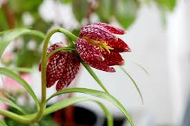 Red Fritillaria flower seeds