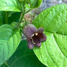 Black Belladonna flower seeds
