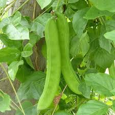 Sword Bean Seeds for Planting – Heirloom Garden Seeds