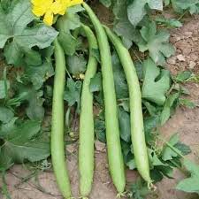 Long Melon Seeds for Planting – Heirloom Garden Seeds