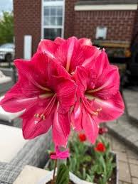Pink Echte flower seeds