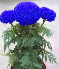 Blue Maidenhair flower seeds