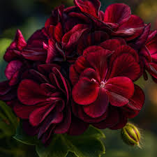 Maroon Red flower seeds