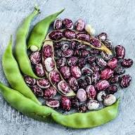 Purple Stallard Bean Seeds for Planting – Heirloom Garden Seeds