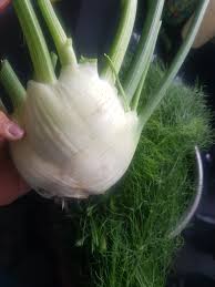 Florence Fennel Seeds for Planting – Heirloom Garden Seeds