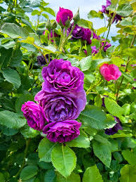 Blue Purple flower seeds
