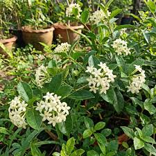 White Cryptolepis flower seeds