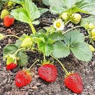 Japanese Hokowase Strawberry Fruit Seeds for Planting – Heirloom Non-GMO Garden Seeds