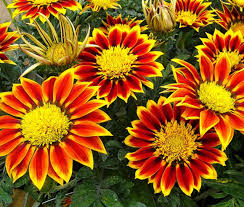 Red Yellow flower seeds
