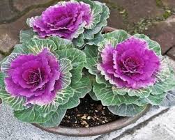 Pink Kale Seeds for Planting – Heirloom Garden Seeds