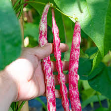 Pinto Bean Seeds for Planting – Heirloom Non-GMO Garden Seeds