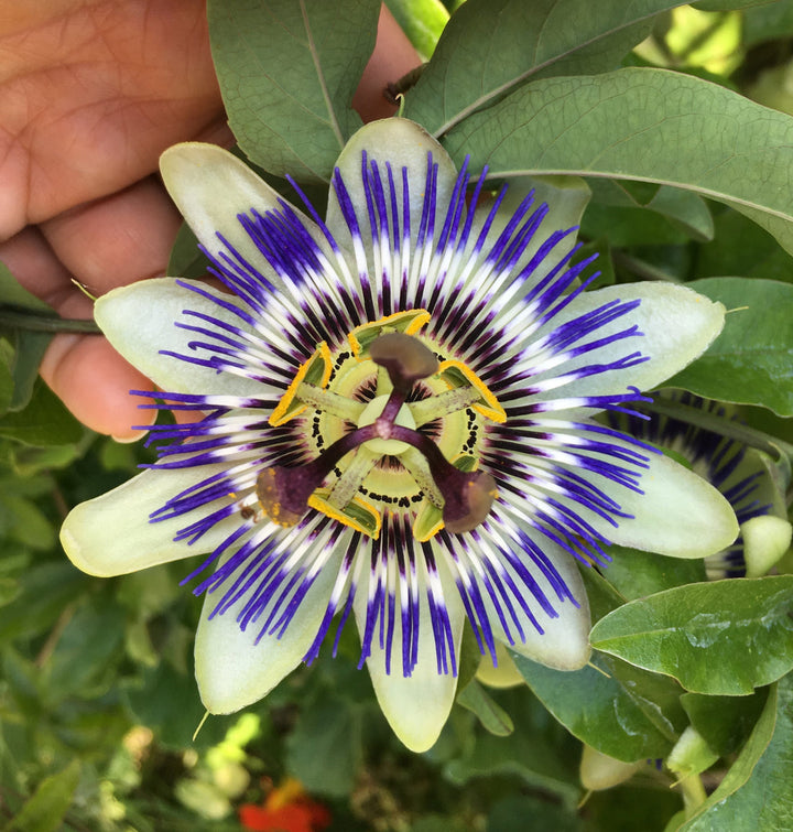 Sweet Grenadilla flower seeds
