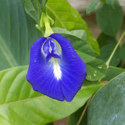 Pea flower seeds
