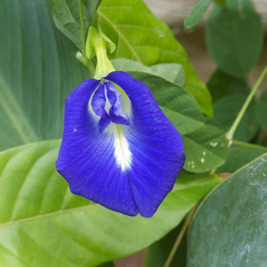 Pea flower seeds