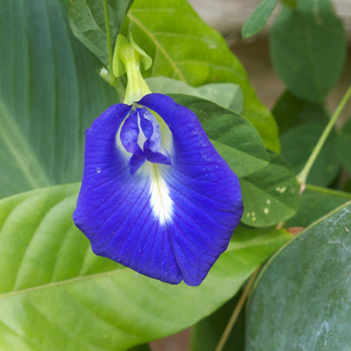 Pea flower seeds