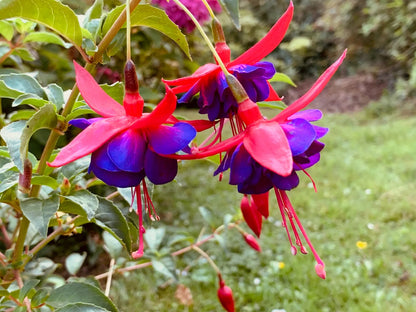 Red Violet flower seeds