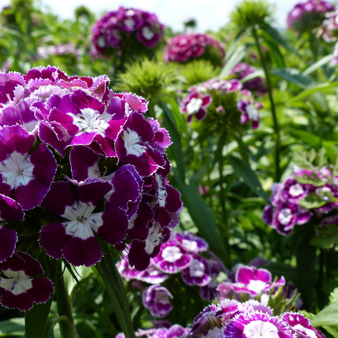 Purple And flower seeds