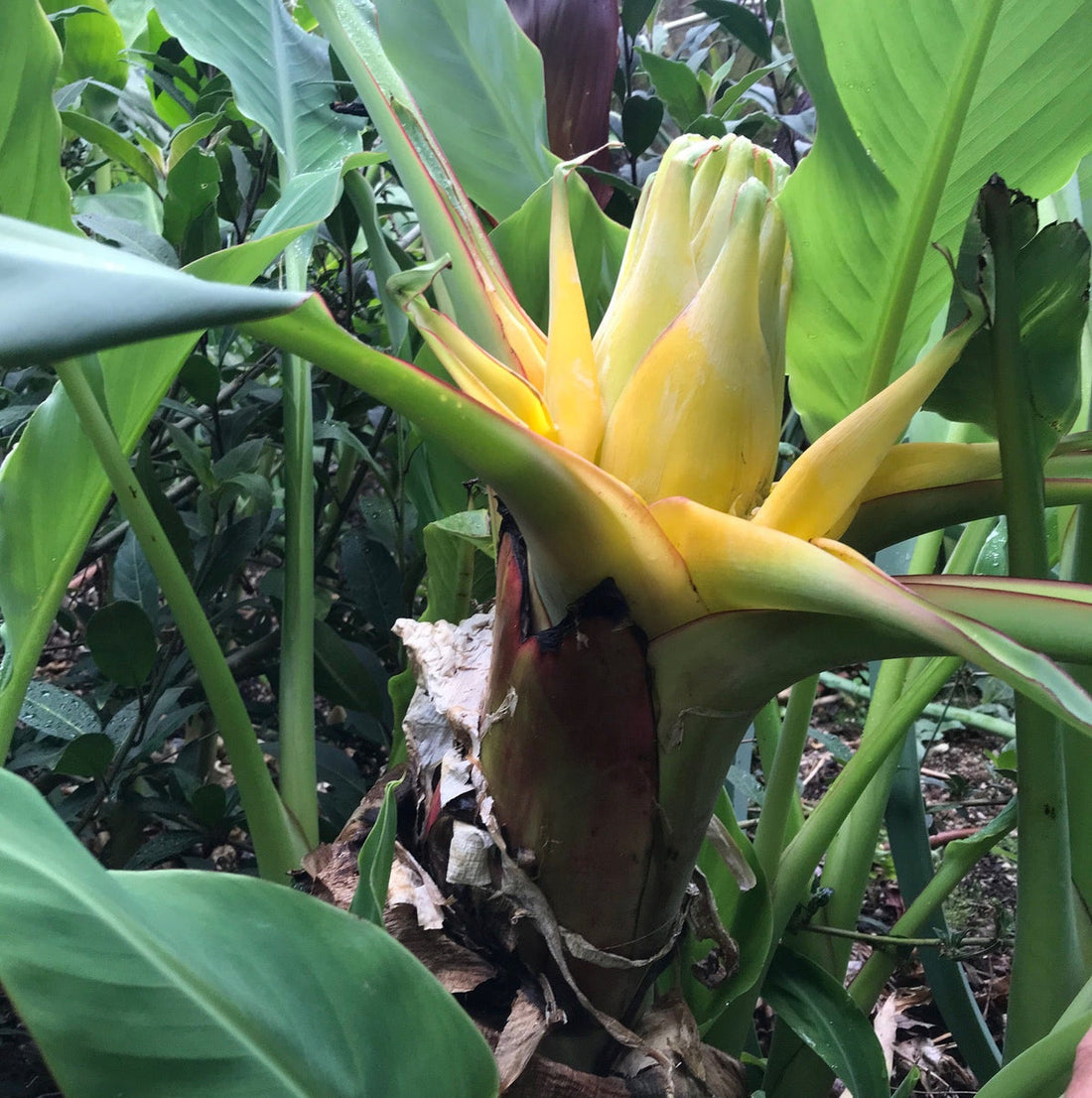 Musella Lasiocarpa flower seeds