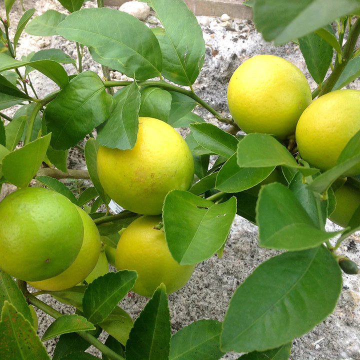Lemon fruit seeds