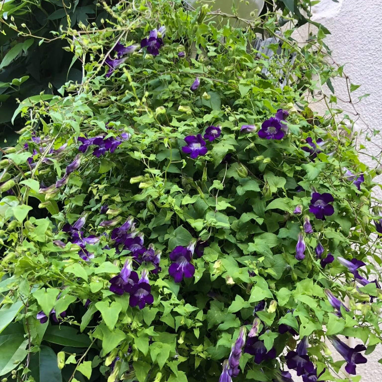 Blue Gloxinia Asarina plant