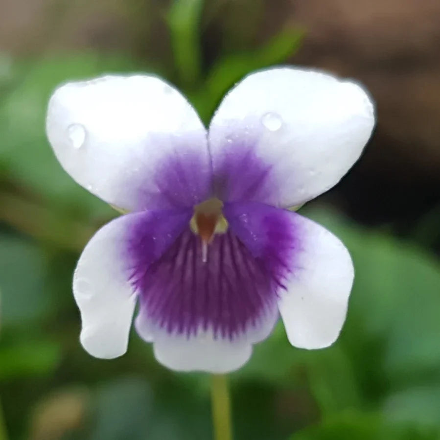 Purple White flower seeds