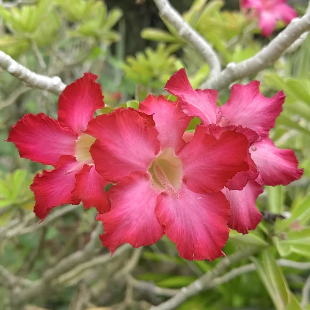 Pink Adenium flower seeds