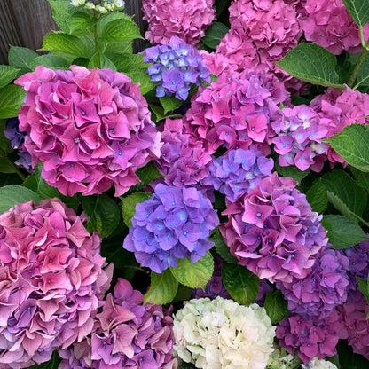 Pink Purple Hydrangea plant