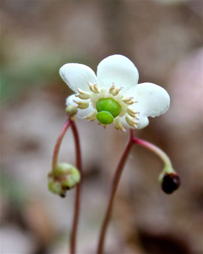 Wintergreen flower seeds