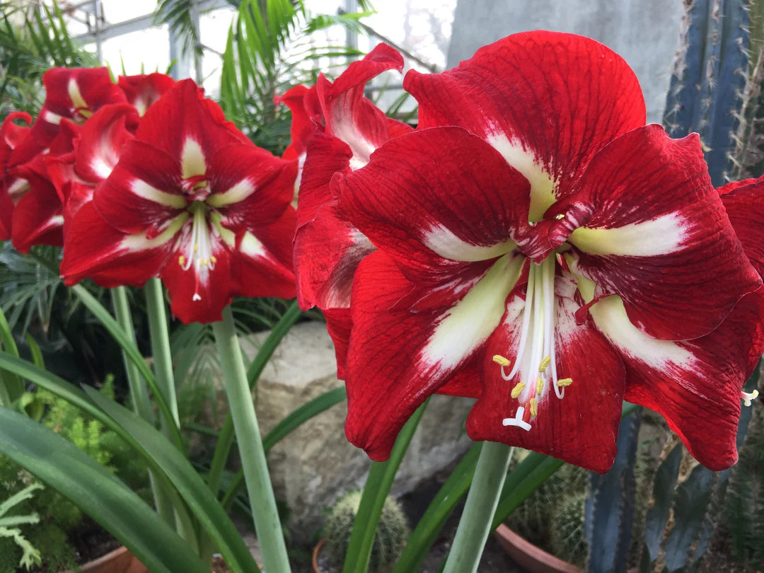 Red Amaryllis flower seeds
