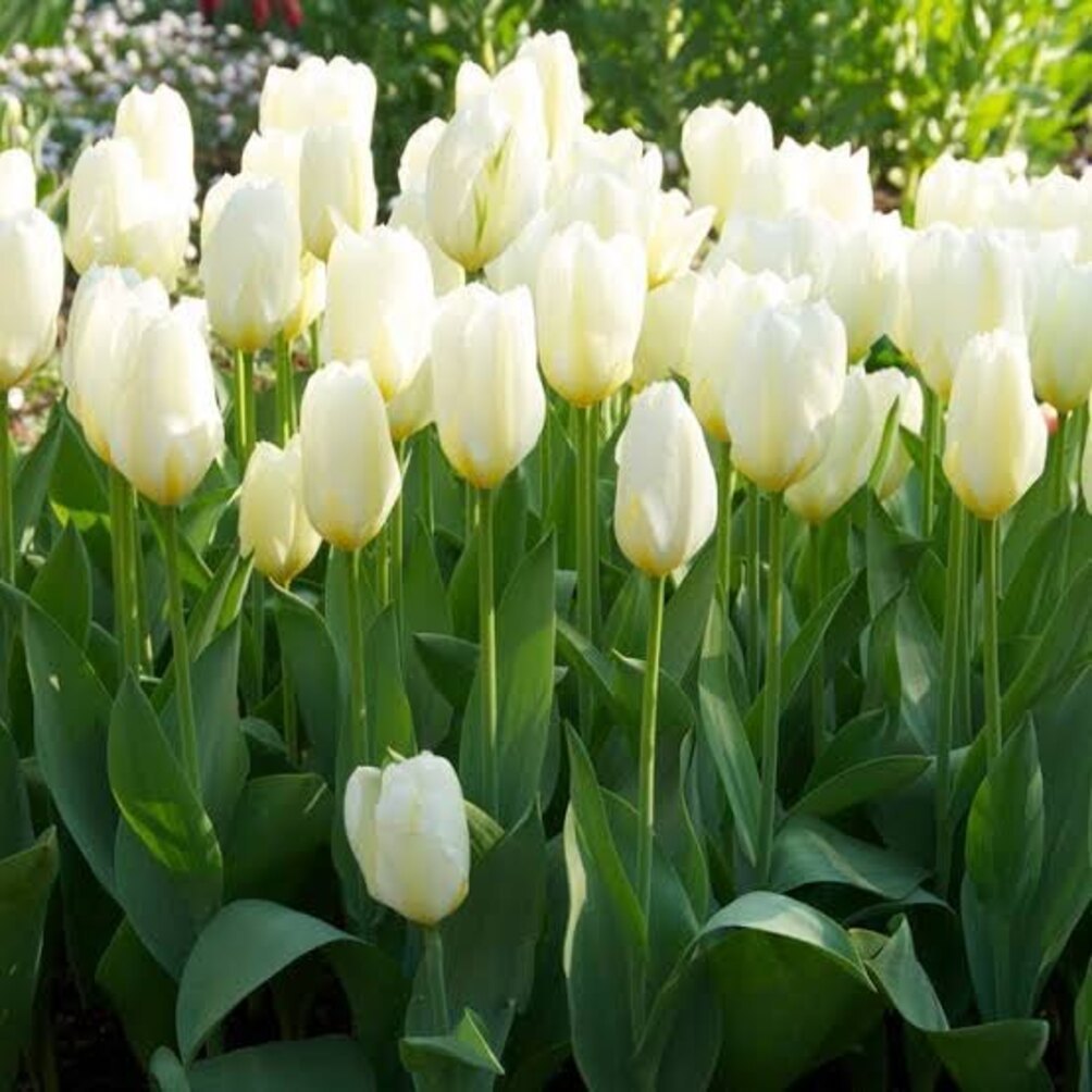 White Tulip flower seeds