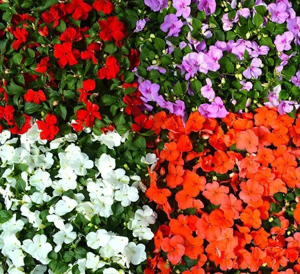 Red Impatiens flower seeds