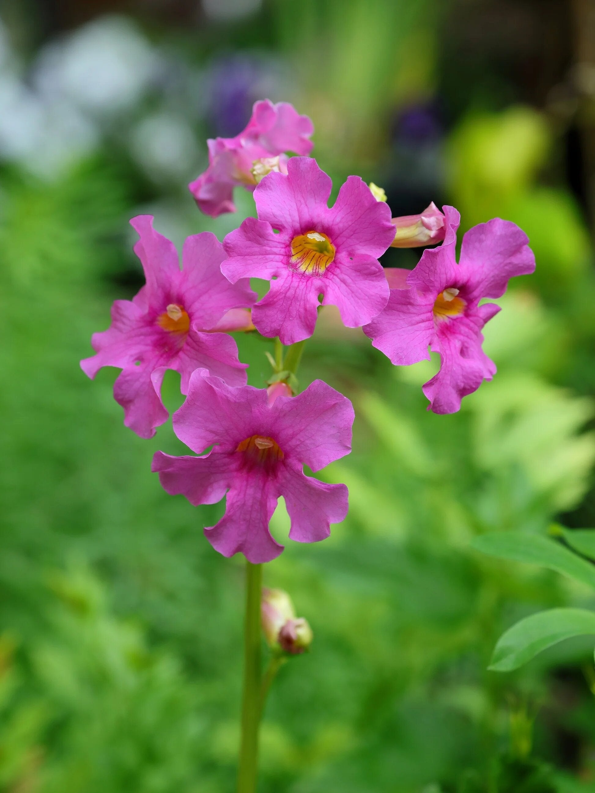 Pink Incarvillea flowers blooming with green foliage in a sunny home garden