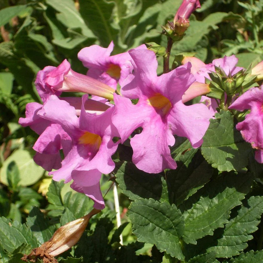 Incarvillea Delavayi flower seeds