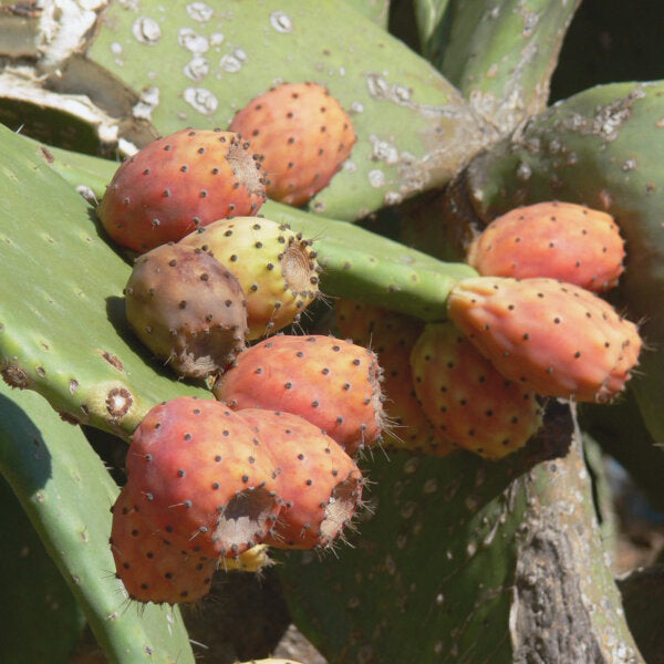 orange prickly pear seeds