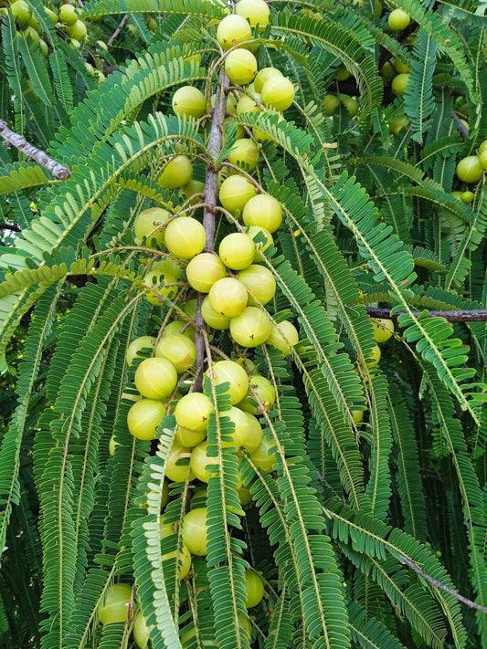 Indian Gooseberry Fruit Seeds for Planting – Heirloom Non-GMO Garden Seeds