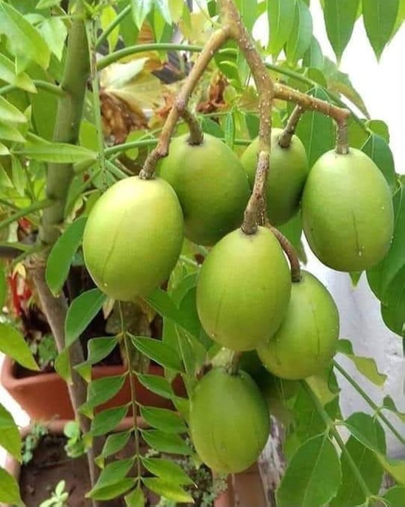 Ambarella Indian Hog Plum fruit tree with lush green compound leaves and clusters of oval green and golden-yellow fruits growing in a tropical garden.