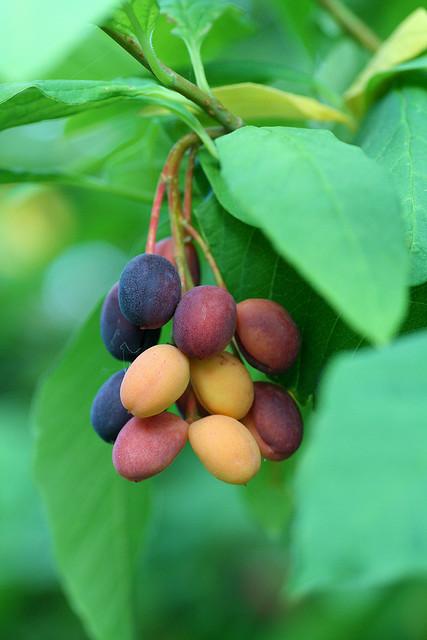 Indian Plum Oemleria cerasiformis Fruit Seeds for Planting – Heirloom Non-GMO Garden Seeds