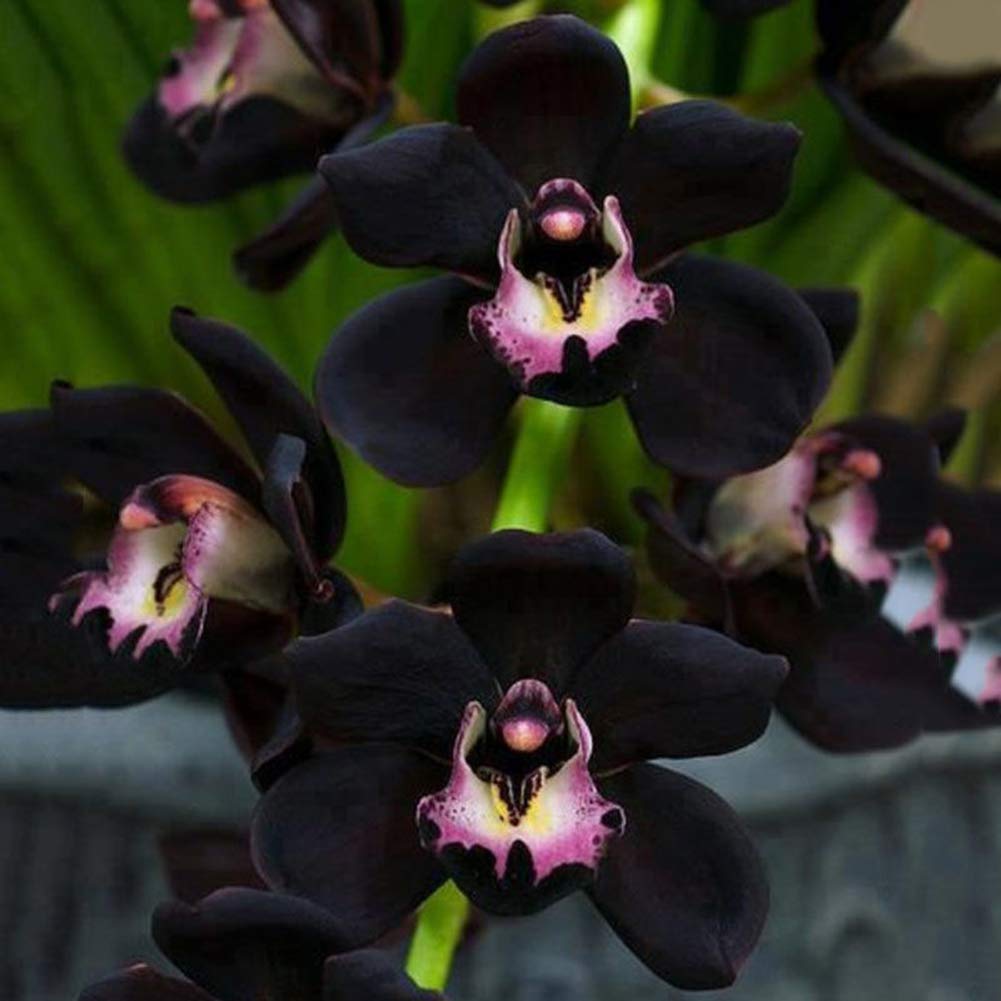 Black Orchid flower seeds