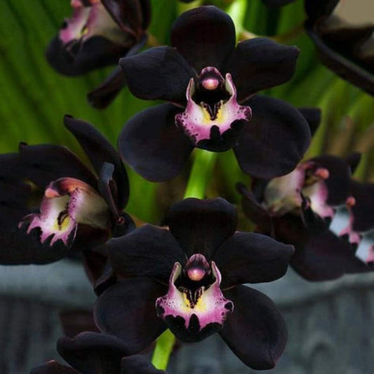 Black Orchid flower seeds
