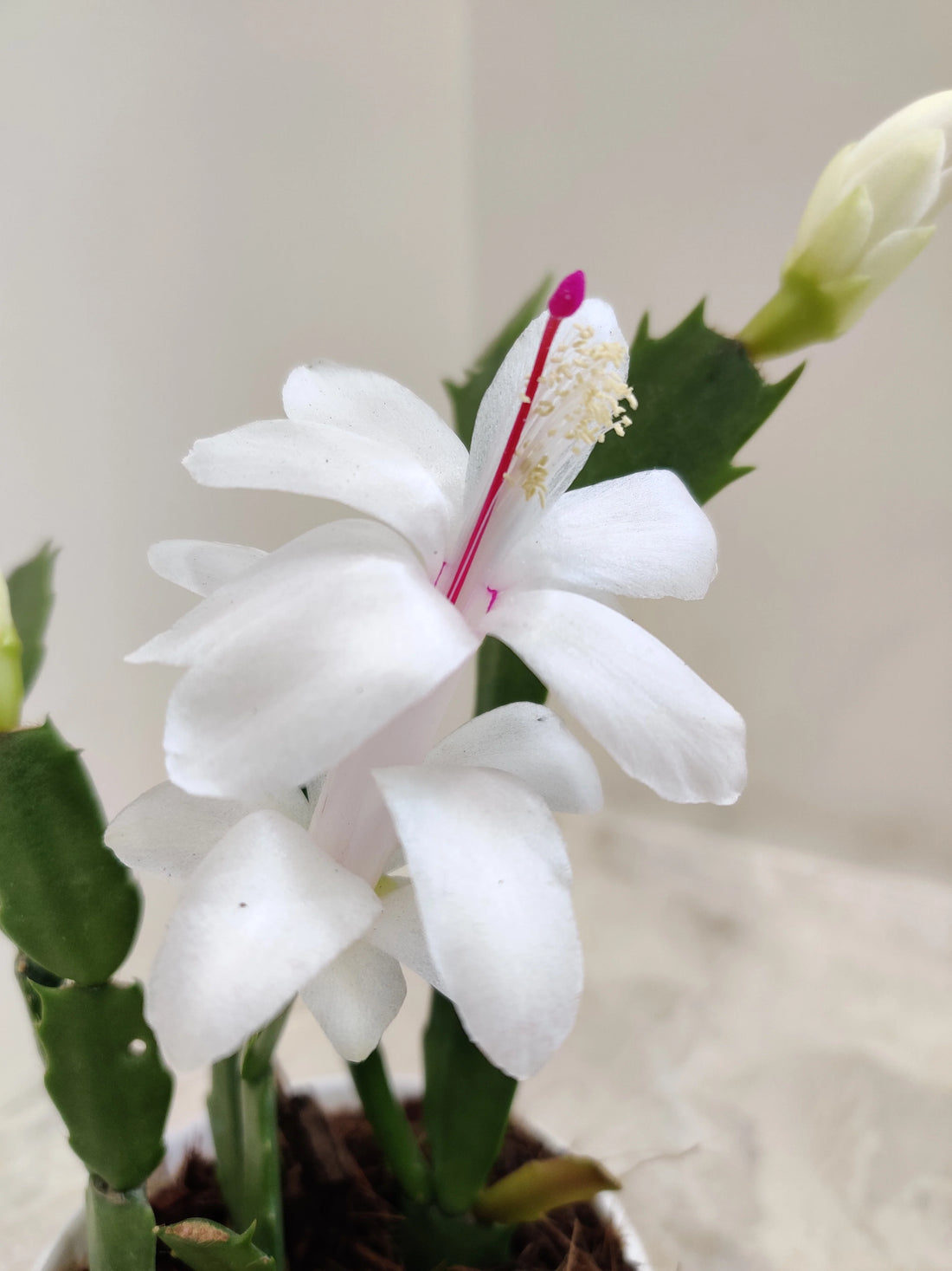 White Schlumbergera flower seeds