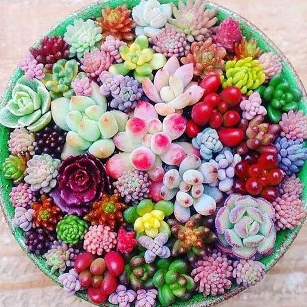 Succulent flower seeds