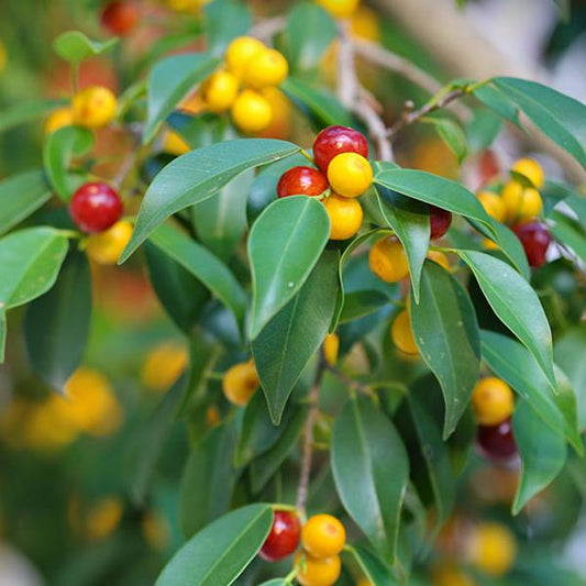 weeping fig seeds
