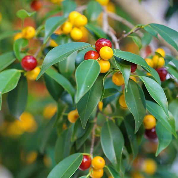 weeping fig seeds