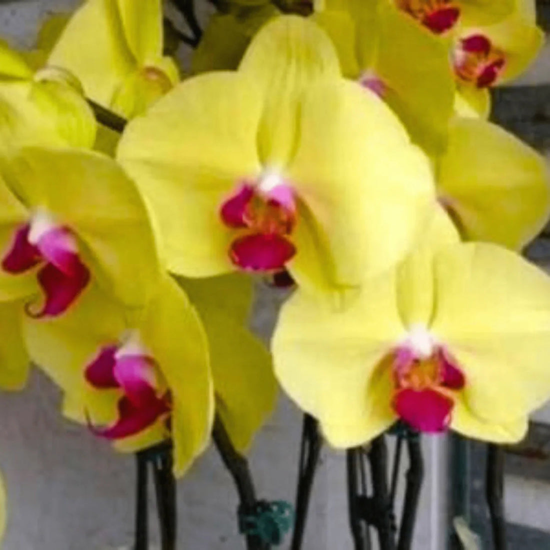 Yellow Brown flower seeds