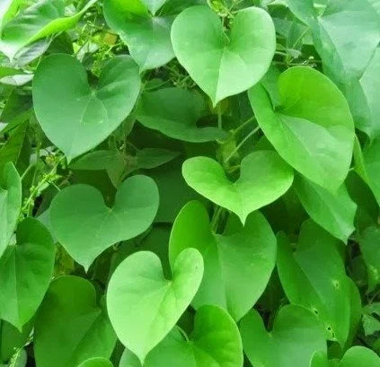 Tinospora Herb Seeds for Planting