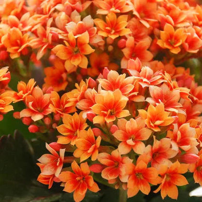 Kalanchoe flower seeds