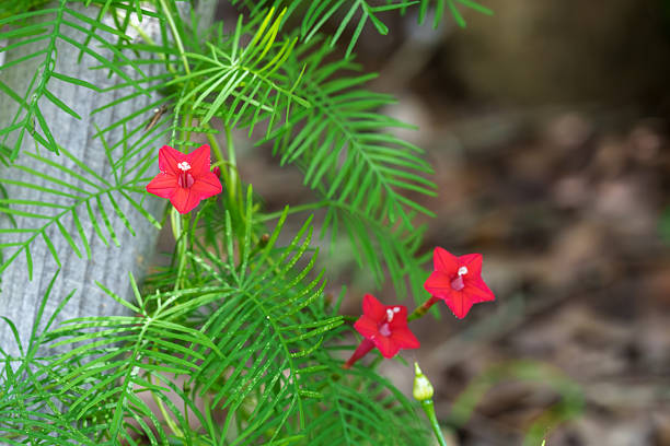 Red Cardinal Climber flower vine with scarlet-red blooms and feathery green foliage