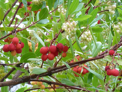 Strawberry Tree Seeds for Planting – Heirloom Non-GMO Garden Seeds
